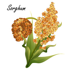 Sorghum (gaoliang, durra, milo, hegari, jowari, Sorghum bicolor). Hand drawn realistic vector illustration of green sorghum plant with yellow and brown seeds isolated on white background. - obrazy, fototapety, plakaty