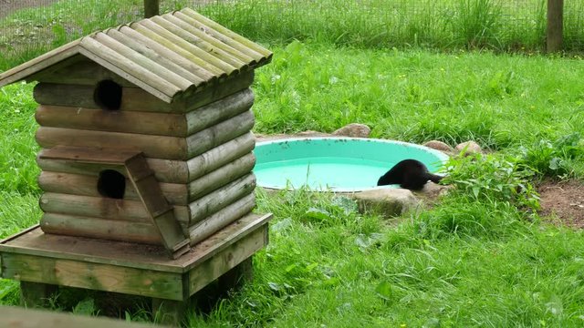 A caged mink at a wildlife conservation