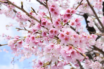大寒桜
