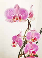 Fototapeta na wymiar Blooming pink orchid