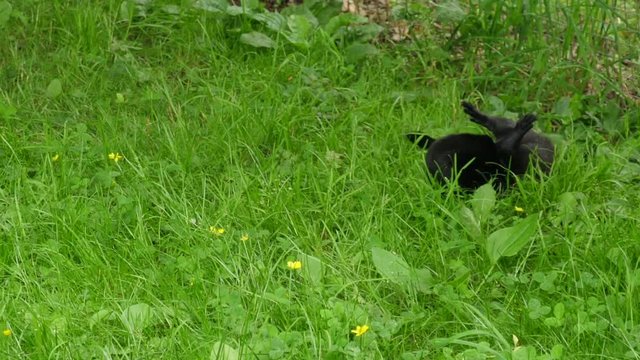 A caged mink running inside a wildlife conservation