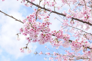 大寒桜