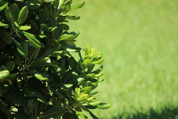 Obraz premium green bush on a background a lawn