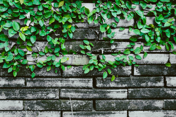Obraz premium grunge brick wall with vine plant old dirty natural background