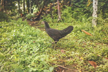 Black chicken outside. Tropical island of Bali, Indonesia.