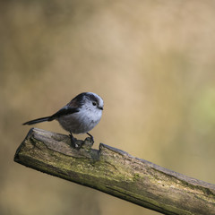 Stunning portrait of Long Tailed Tit Aegithalos Caudatus bird in sunshine in woodland setting
