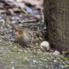 Lovely Dunnock Prunella Modularis bird foraging on forest floor landscape