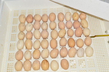 eggs in the incubator