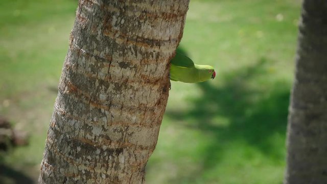 Female of the ringet parrot bristles out of the follow