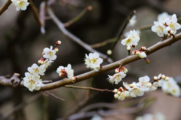 White colored ume blossom 
