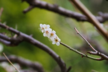 White colored ume blossom 
