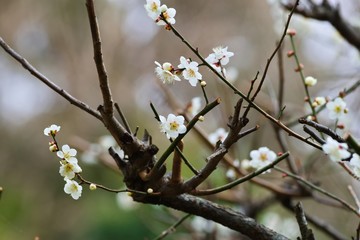 White colored ume blossom 
