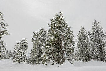 Maloja, Engadin, Oberengadin, Silsersee, Alpen, Graubünden, Winter, Wintersport, Winterlandschaft, Langlauf, Winterwanderweg, Schweiz
