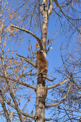 Raccoon (Procyon lotor) climbs on tall tree