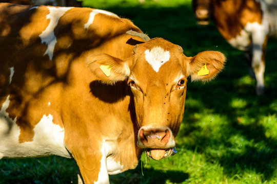 Guernsey Cow