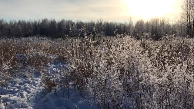 Snow in bush field