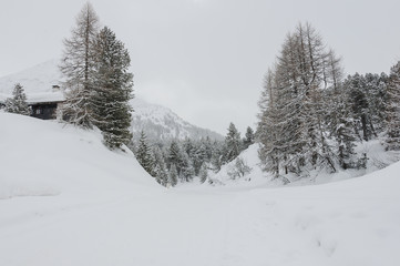 Fototapeta premium Maloja, Dorf, Engadin, Oberengadin, Winter, Wintersport, Winterwanderweg, Langlauf, Langlaufloipe, Alpen, Graubünden, Schweiz