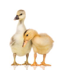 Cute little newborn fluffy gosling and duckling. Two young goose and duck isolated on a white...