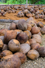 Coconut Perfume is cutting head for Breeds