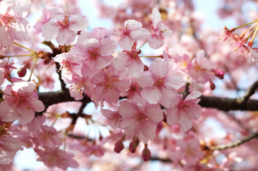 Cherry Blossoms