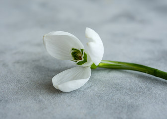 White snowdrop