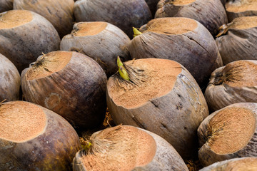 Coconut Perfume is cutting head for Breeds