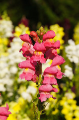 Fototapeta na wymiar Yellow and pink Snapdragons Plant flowers at a botanical garden.