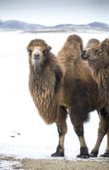 Photo sur Plexiglas Chameau bactrian camels walking in a the winter landscape of northern Mongolia