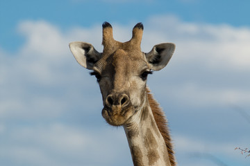 Kopf einer Giraffe vor Himmel