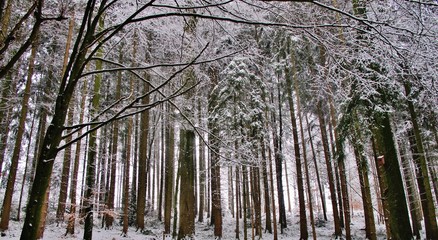 Winterlicher Wald