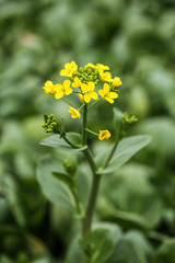 Yellow Rapeseed flower against green field