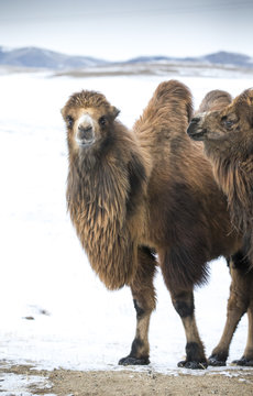 bactrian camels walking in a the winter landscape of northern Mongolia