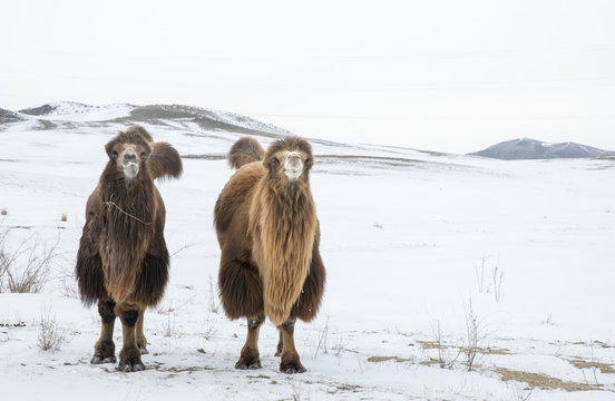 bactrian camels walking in a the winter landscape of Mongolia