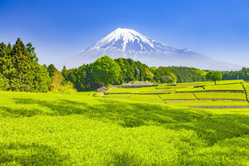富士山と新緑の茶畑、静岡県富士市大淵にて