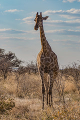 Giraffe frontal im Nationalpark