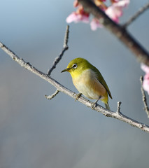 メジロと河津桜