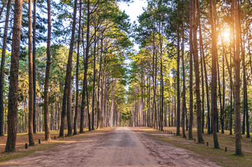 Fototapeta na wymiar Pine tree and road in forest.