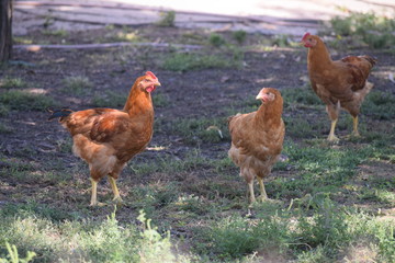 Happy chickens