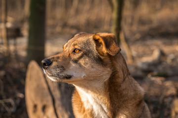 Brown dog side portrait 