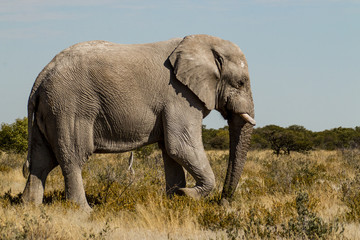 Naklejka na ściany i meble Elefant im Etosha Nationalpark