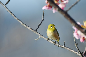 メジロと河津桜
