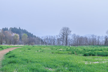 Fototapeta na wymiar 春の大湯環状列石の風景