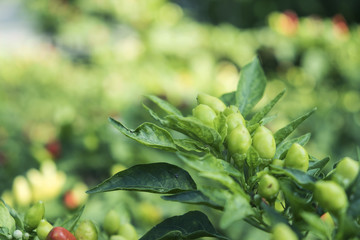 Blurred for Background.Close up.Green Chilli in the garden use as green background.
