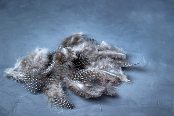 Feather of a quail on grey background.