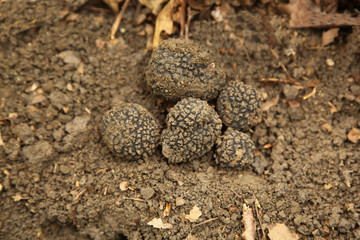 Truffles in the forest