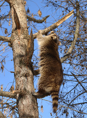 Raccoon (Procyon lotor) climbs on tree