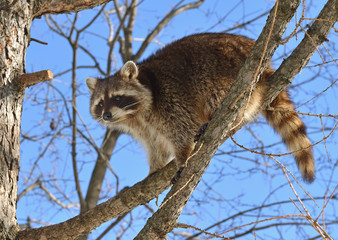 Raccoon (Procyon lotor) sits on branch of larch