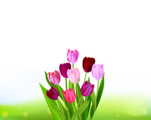 Fototapeta premium Background Tulip spring banner