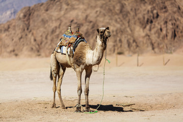 Camel in the desert. Egypt.