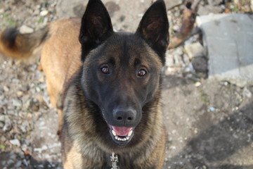 Служебный пёс